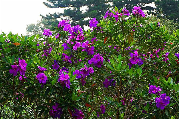 紫花杜鹃图片
