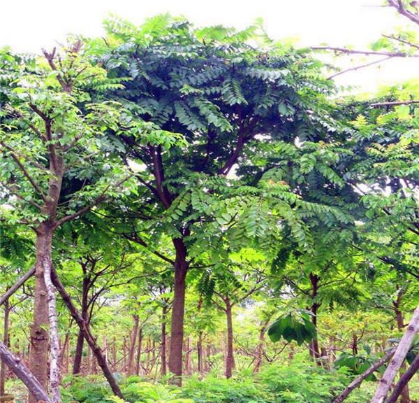 麻楝树基地图片