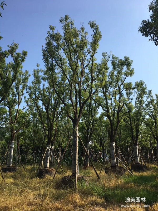 贵州香樟树图片
