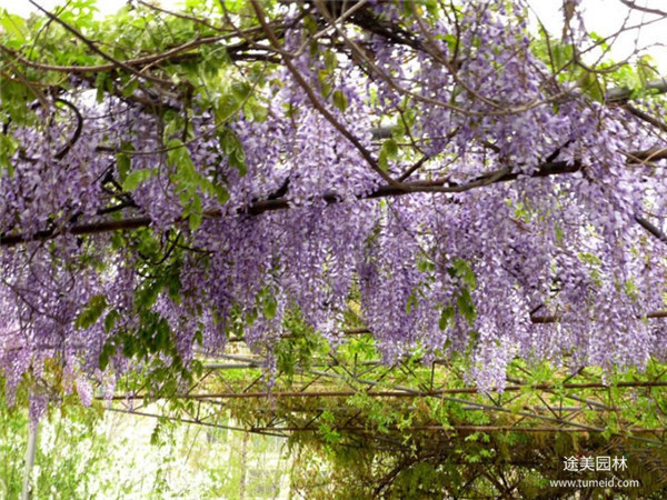 紫藤树基地图片